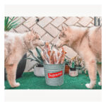 Processed with MOLDIV Processed with VSCO with we5 preset